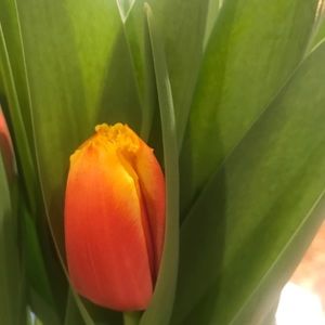 Meet your Posher, Christi